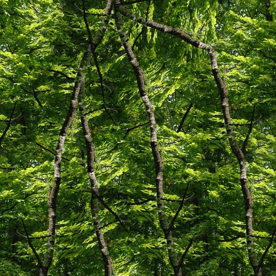 Image carrée d'une forêt très dense, en vert vif : troncs clairs et fins montant en verticales serrées sur un fond de feuillage. Les mêmes troncs et les mêmes feuillages se répètent d'un endroit à l'autre de l'image.