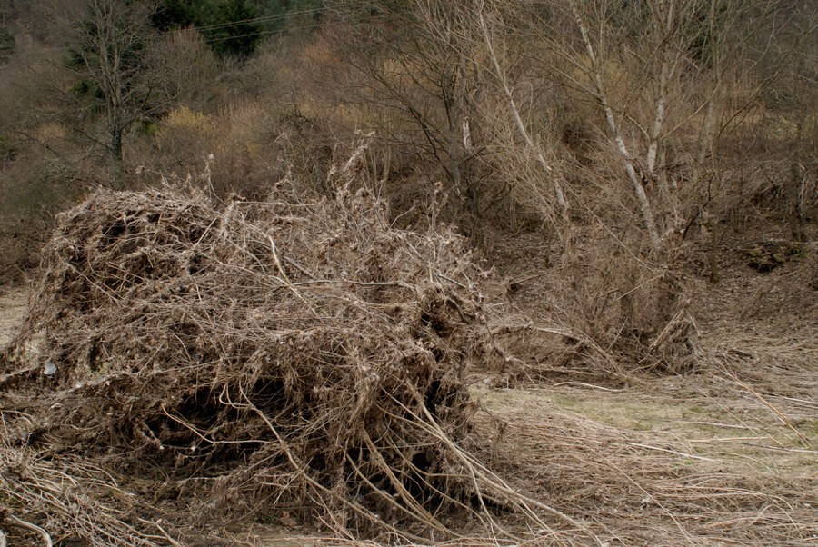 Deuxième amas&nbsp;: un monticule de tiges et de radicelles claires, échoué au bord d'un talus, devant des bouleaux et des broussailles hivernales. Le dépôt s'étire vers la droite en une traîne fibreuse.