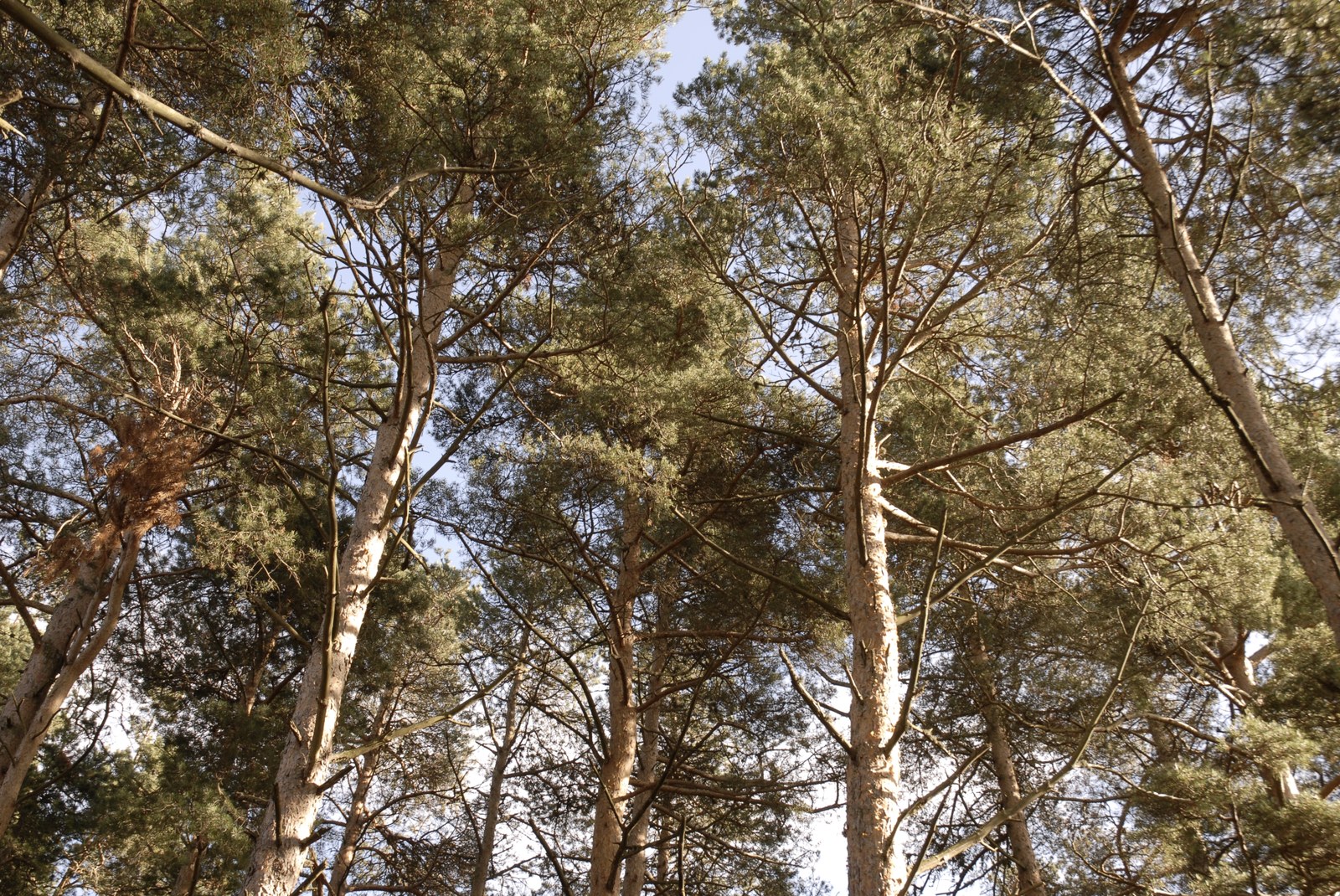 Tirage du haut&nbsp;: les cimes d'une pinède photographiées en contre-plongée, aiguilles vert sombre et branches nues se recoupant sur des fragments de ciel pâle. Les troncs fuient vers le haut du cadre.