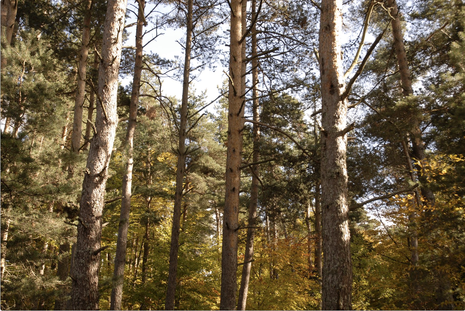 Tirage du milieu&nbsp;: les troncs de la même pinède, alignés comme une colonnade et éclairés de biais, devant un sous-bois de feuillus aux jaunes et aux ors d'automne.