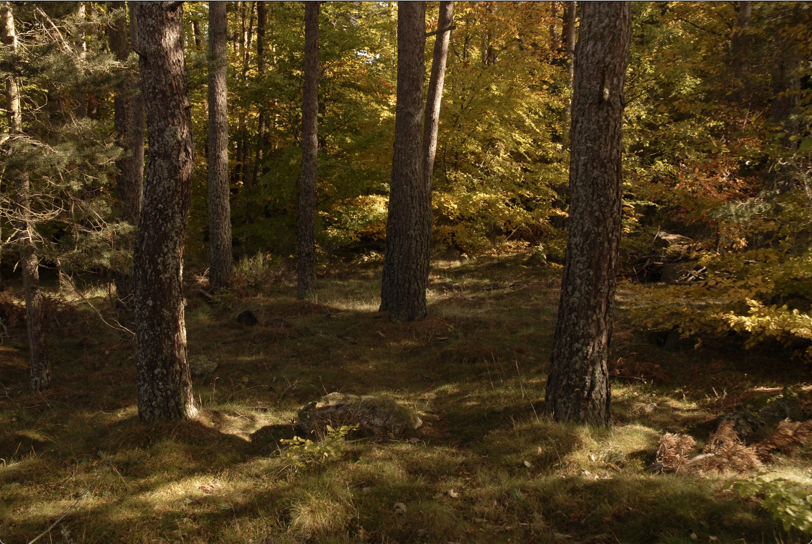 Tirage du bas&nbsp;: le sol de la forêt, mousses, herbes sèches et fougères rousses, traversé d'ombres portées, avec les pieds des troncs et, au fond, le feuillage doré.