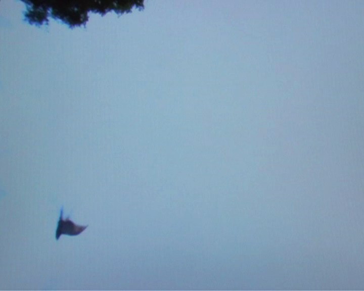 Ciel gris-bleu nu occupant tout le cadre. En haut à gauche, la silhouette noire d'une branche feuillue déborde dans l'image&nbsp;; en bas à gauche, un oiseau minuscule, sombre, ailes déployées, tenu immobile en plein vol par l'arrêt sur image.