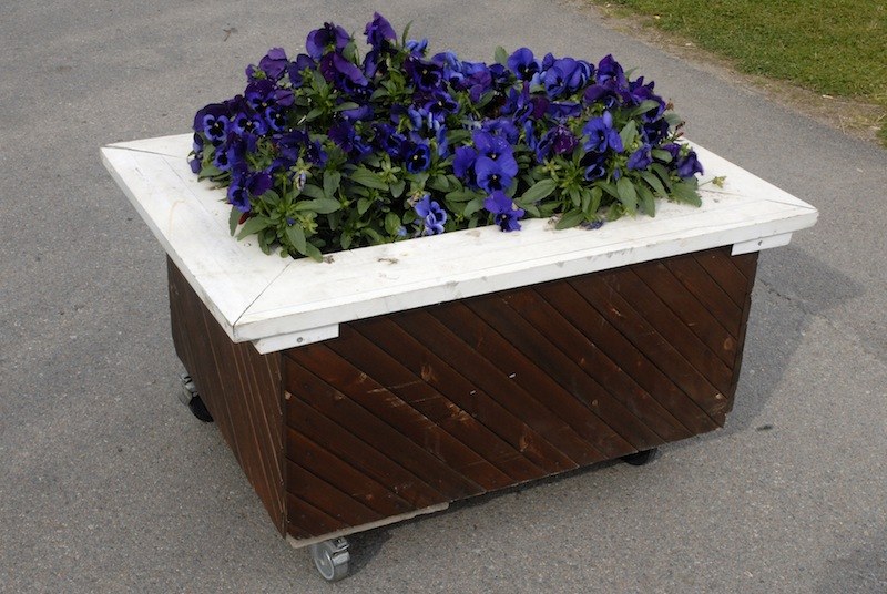 Jardinière sur roulettes&nbsp;: un caisson de bois brun à lames obliques, coiffé d'un plateau blanc évidé d'où débordent des pensées bleues et violettes, sur une allée goudronnée.