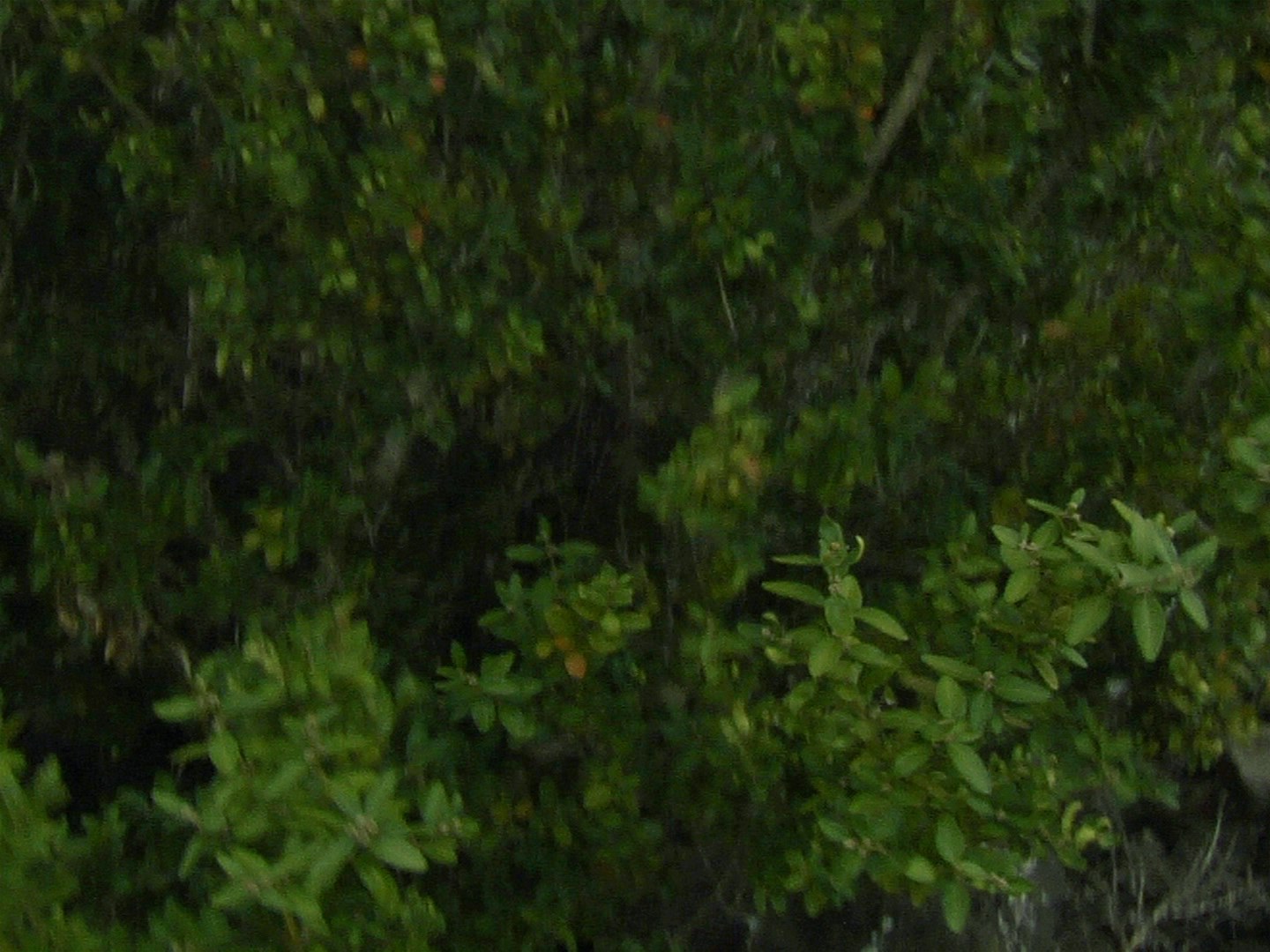 Photogramme : un buisson dense de feuillage vert sombre, pris de près, où le foyer flotte entre les rameaux.