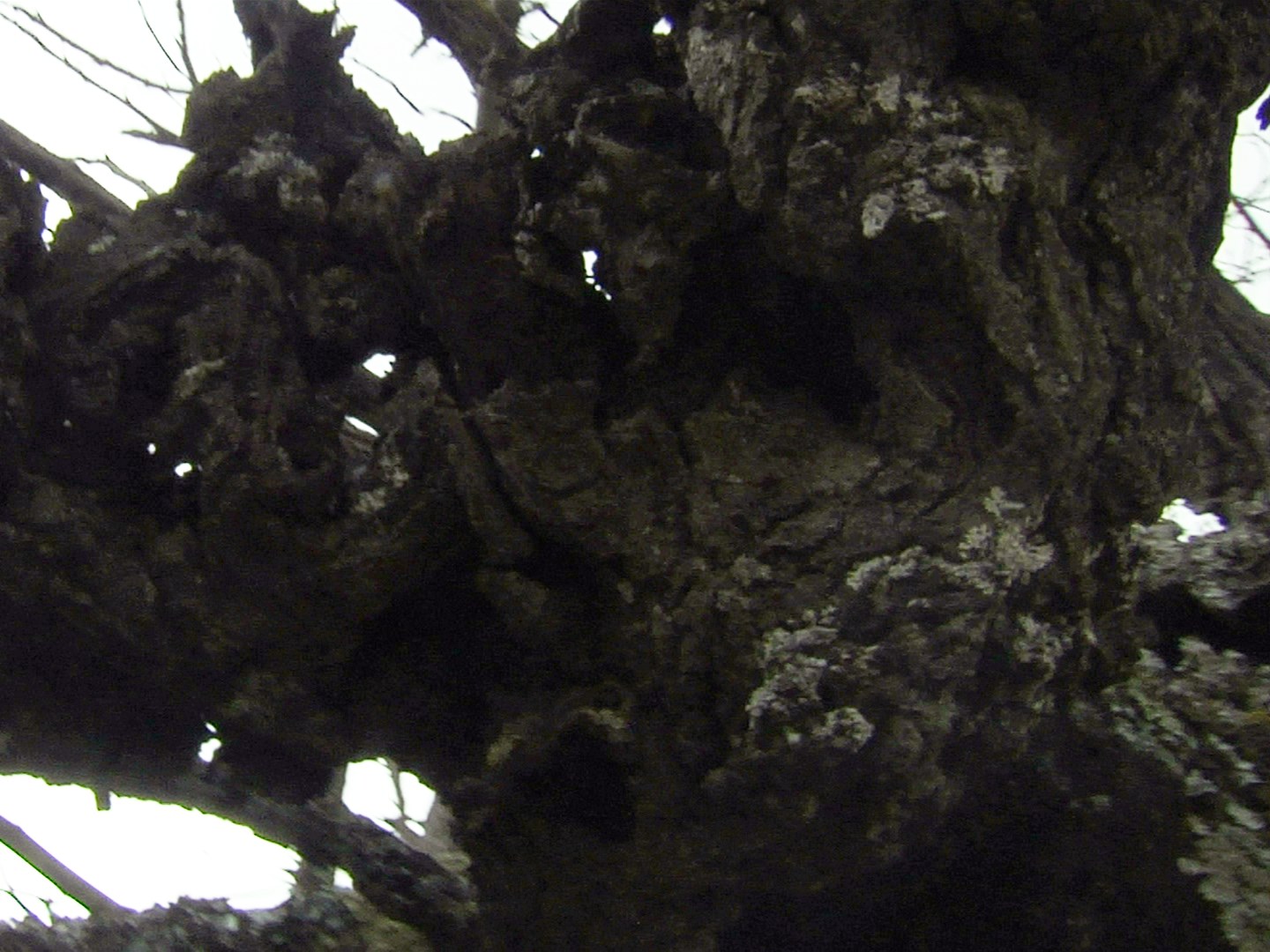 Photogramme : contre-plongée sur l'écorce noueuse d'un vieil arbre, criblée de lichens, quelques éclats de ciel blanc entre les branches.