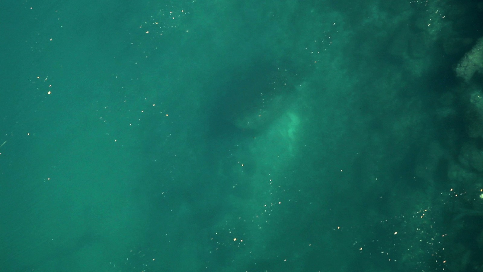 Photogramme : l'eau vue à la verticale, d'un vert profond, semée de particules claires en suspension ; une masse plus sombre s'y devine, sans échelle repérable.