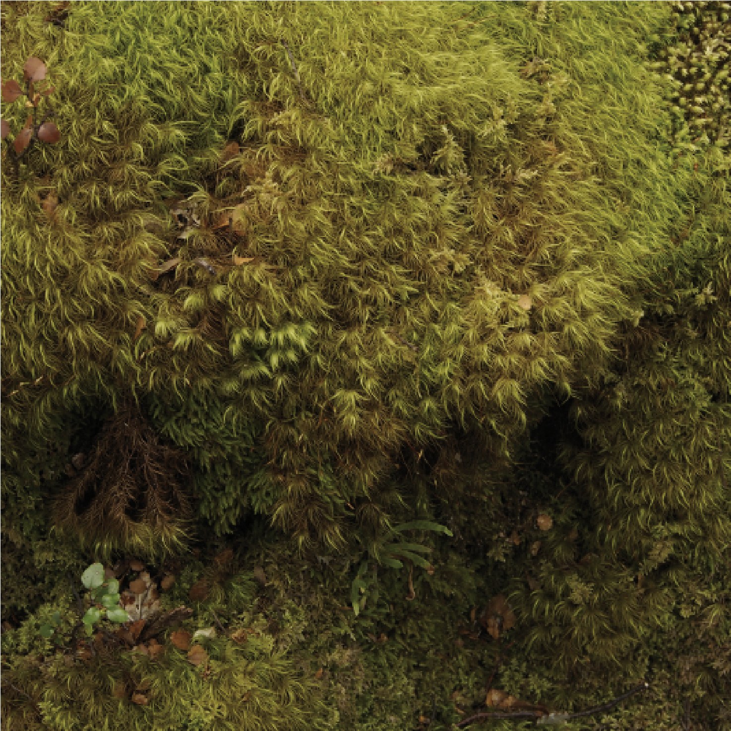 Photogramme : un coussin de mousse dense et dorée, hérissé de milliers de tiges, où percent quelques feuilles mortes et de jeunes pousses.