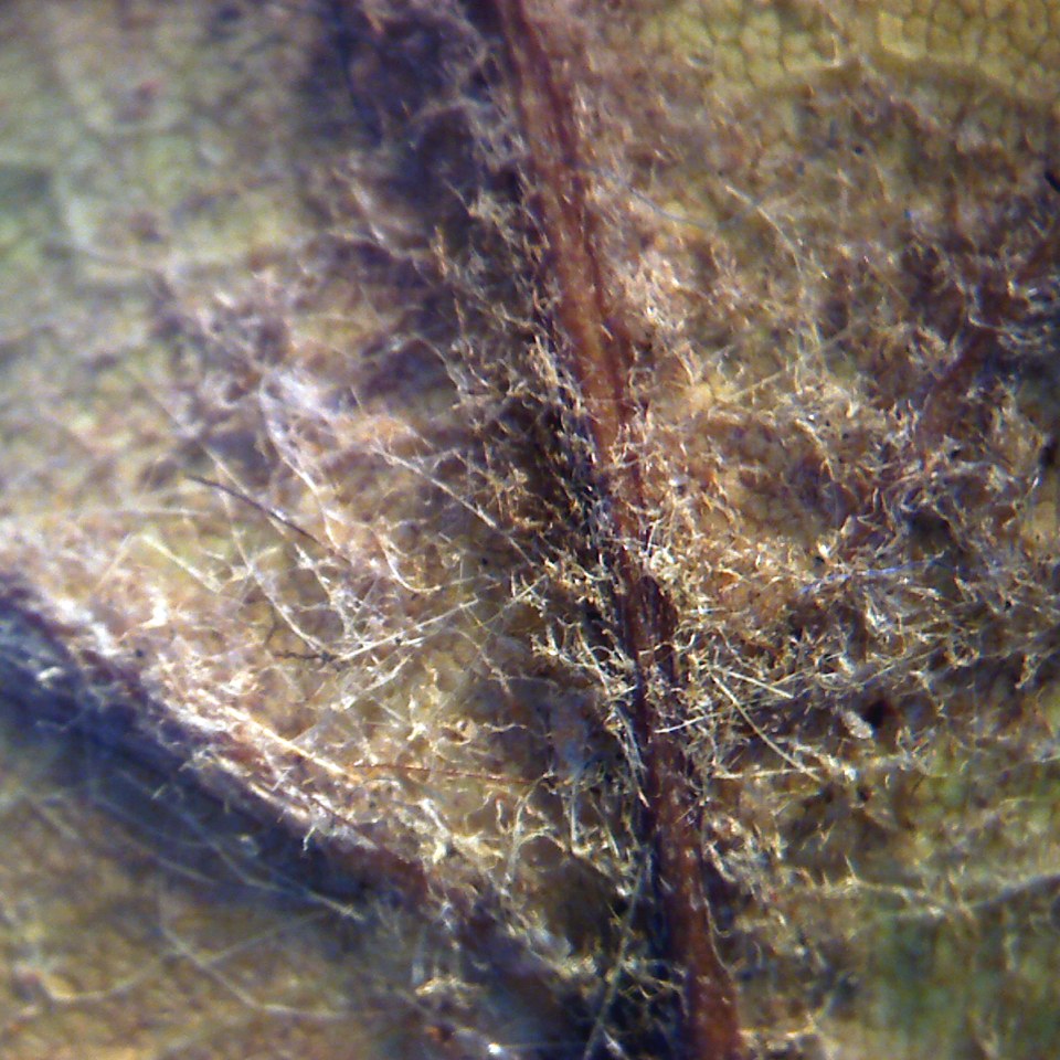 Photogramme à la caméra-microscope : la nervure d'une feuille, brun sombre, sous un feutrage de filaments clairs.