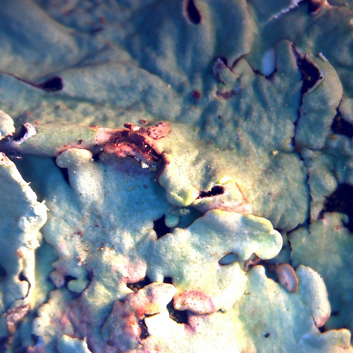 Photogramme à la caméra-microscope : les lobes bleu-vert d'un lichen foliacé, déchirés et ourlés de rose.