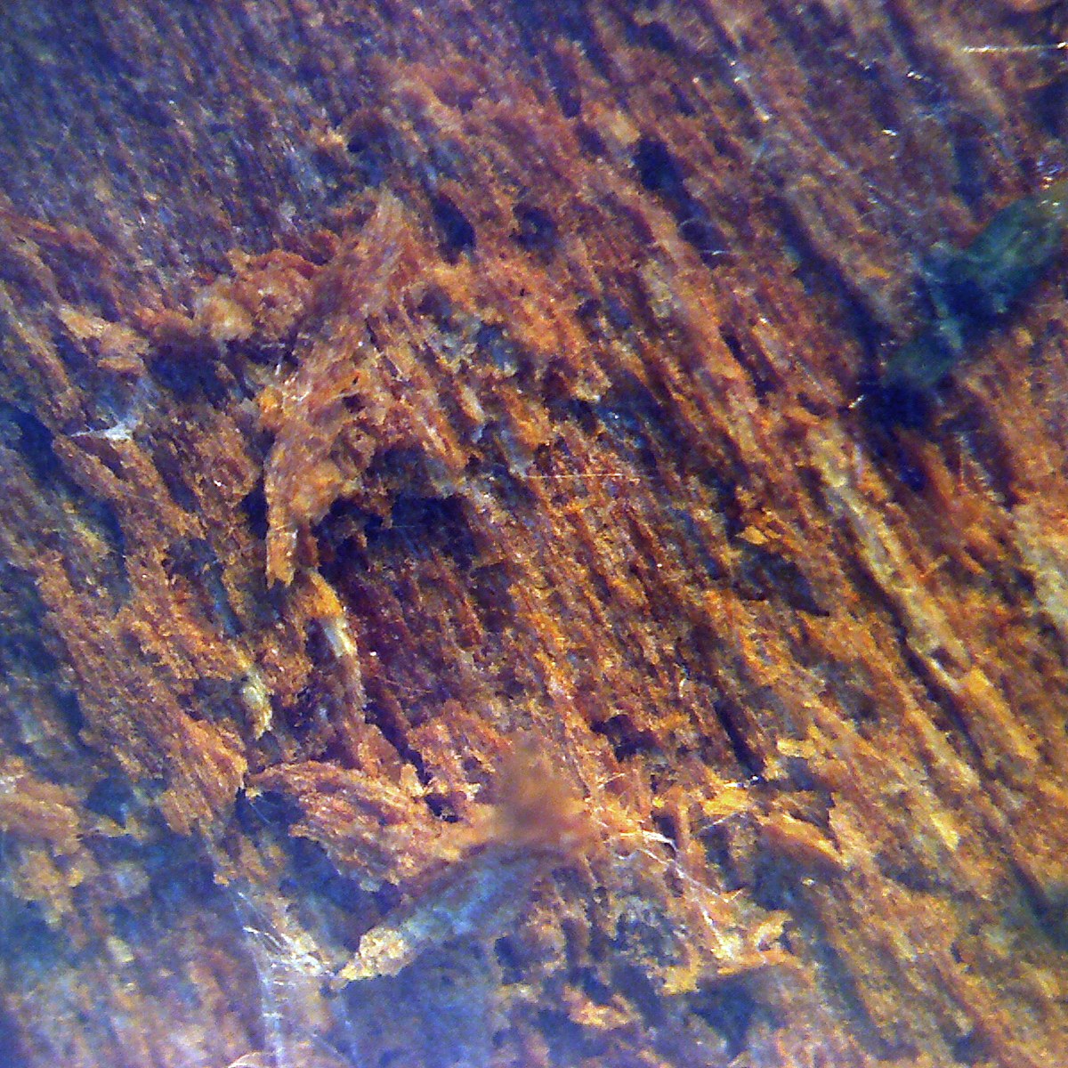 Photogramme à la caméra-microscope : des fibres de bois éclaté, striées d'ocre et de bleu, prises sous un voile de filaments.