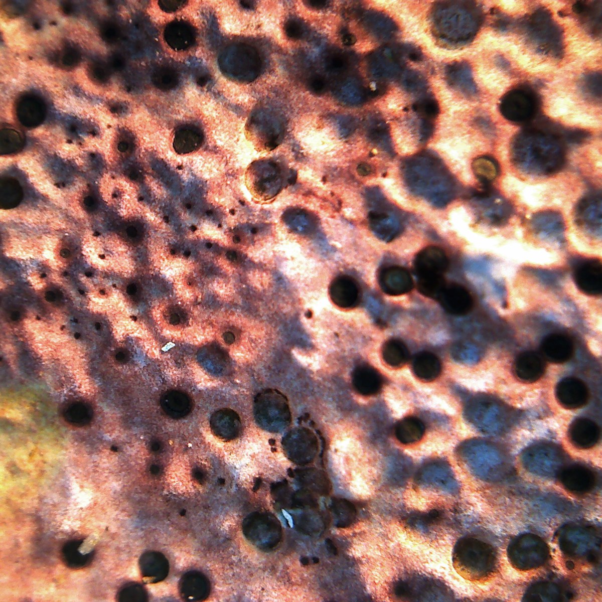 Photogramme à la caméra-microscope : une croûte de lichen rose orangé criblée de disques noirs, ses organes de fructification.