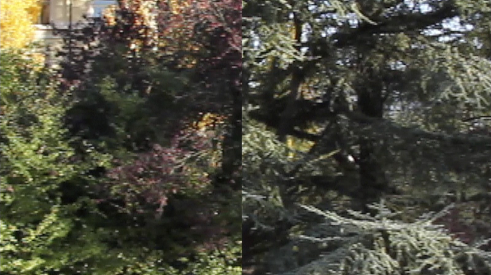 Photogramme vidéo au grain marqué, partagé en deux moitiés par une césure verticale nette au centre&nbsp;: à gauche, des feuillages d'automne roux et verts devant la façade claire d'un bâtiment&nbsp;; à droite, des branchages sombres où le ciel perce entre les aiguilles.