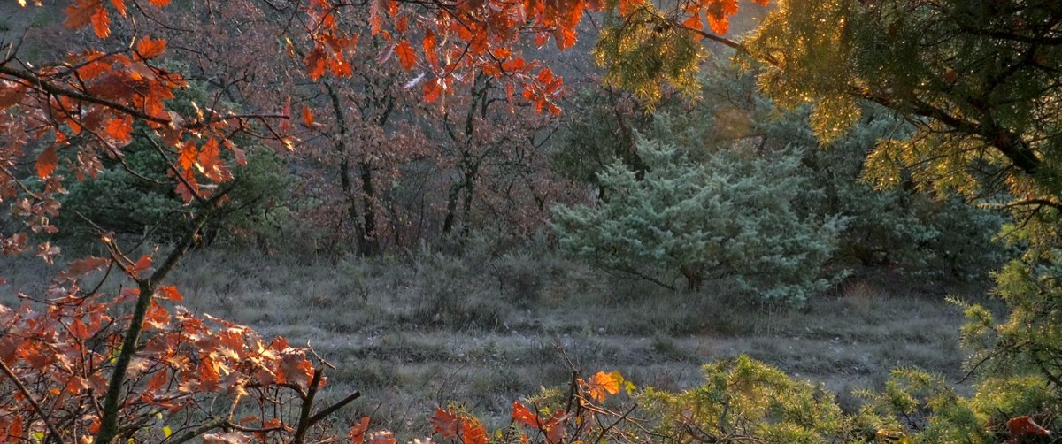 Photogramme : une clairière au petit matin, gagnée par le gel ; des chênes aux feuilles rousses et des genévriers sombres, traversés d'une lumière rasante.
