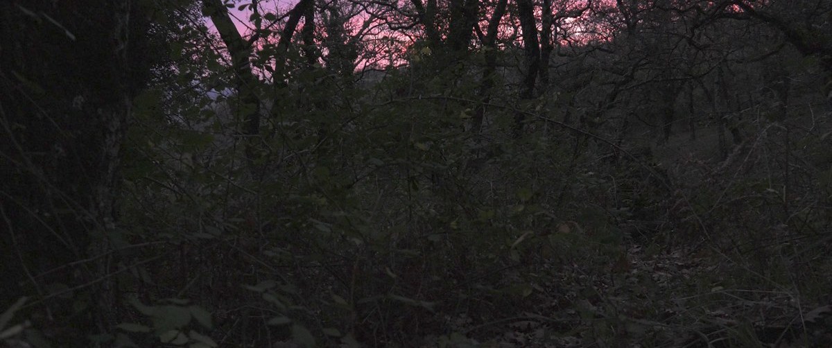Photogramme : le sous-bois au crépuscule, presque noir ; une bande de ciel rose affleure entre les branches.