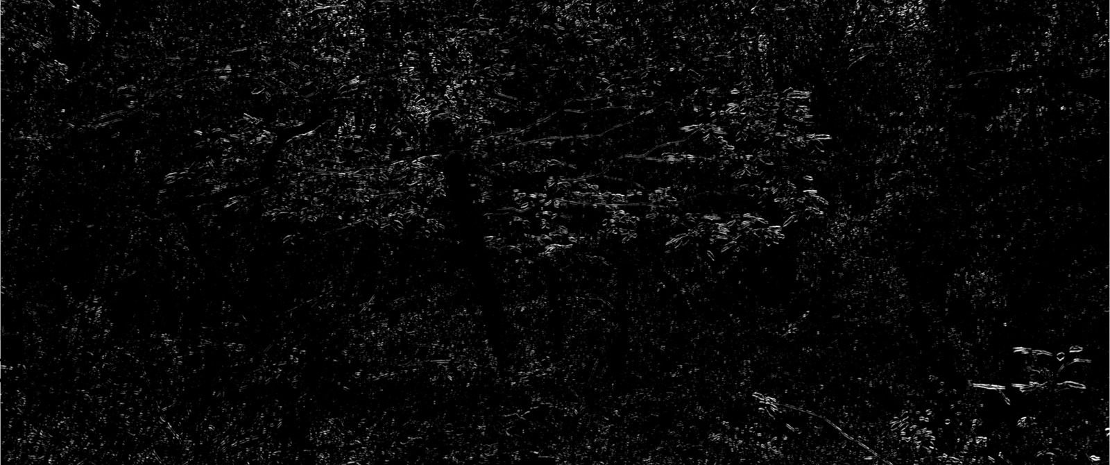 Photogramme nocturne : la forêt réduite à quelques éclats blancs sur un noir presque total, où se devinent un tronc et des feuillages.