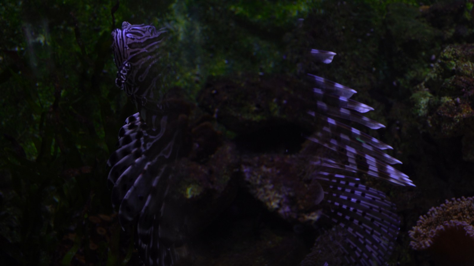 Photogramme sous-marin, très sombre : un poisson-lion déploie ses longues nageoires rayées devant des roches et des algues vertes.