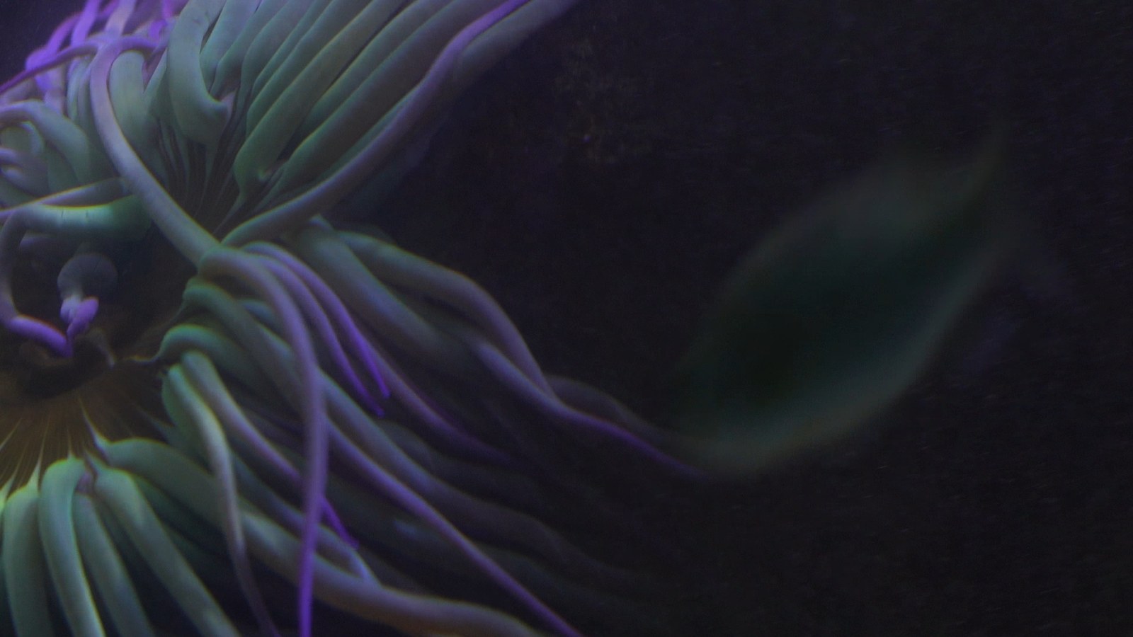 Photogramme sous-marin : les tentacules pâles et violacés d'une anémone de mer ondulent dans un fond noir.