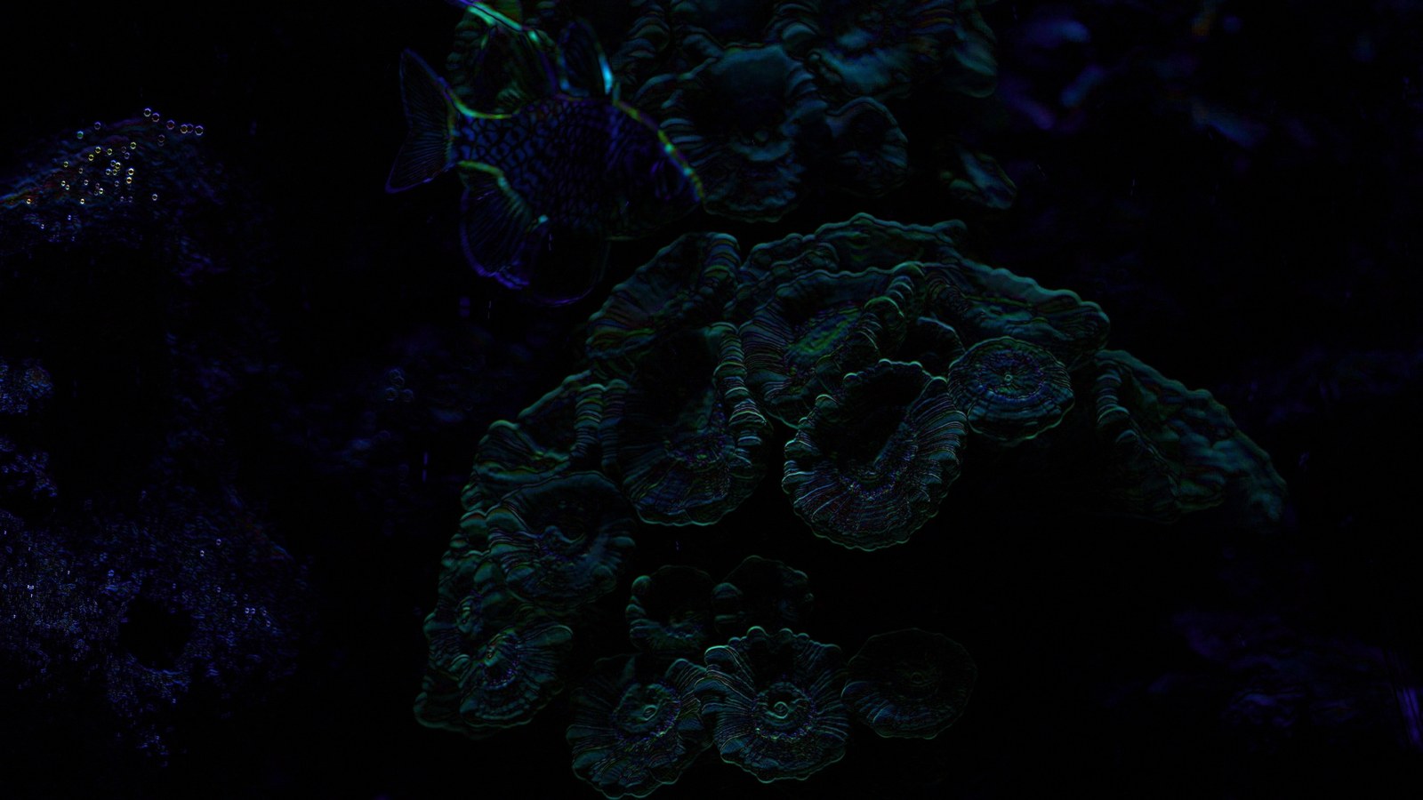 Photogramme sous-marin, presque noir : des coraux aux replis verts et bleutés, un poisson qui passe en haut de l'image.